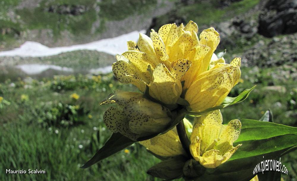 25 Genziana Punctata.JPG